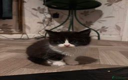 Mixed Breed cats for sale: Three long hair one short tuxedo kittens - Image 6