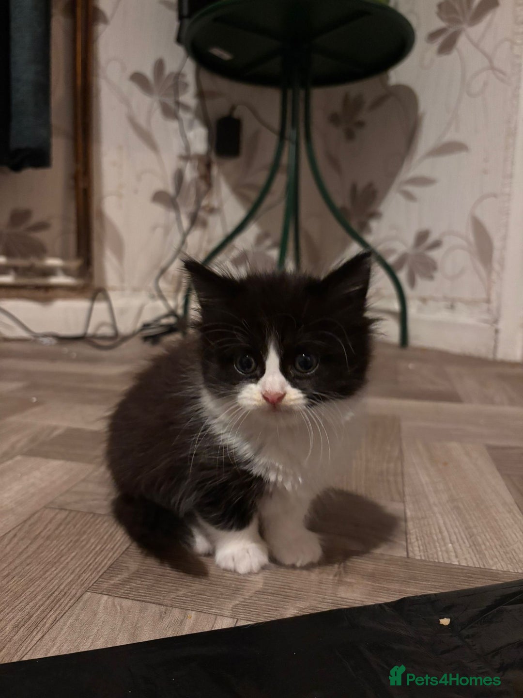 Mixed Breed cats for sale: Three long hair one short tuxedo kittens - Image 6