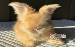 Angora rabbits for sale: Fully Vaccinated Maxi Faced English Angora - Advert 8