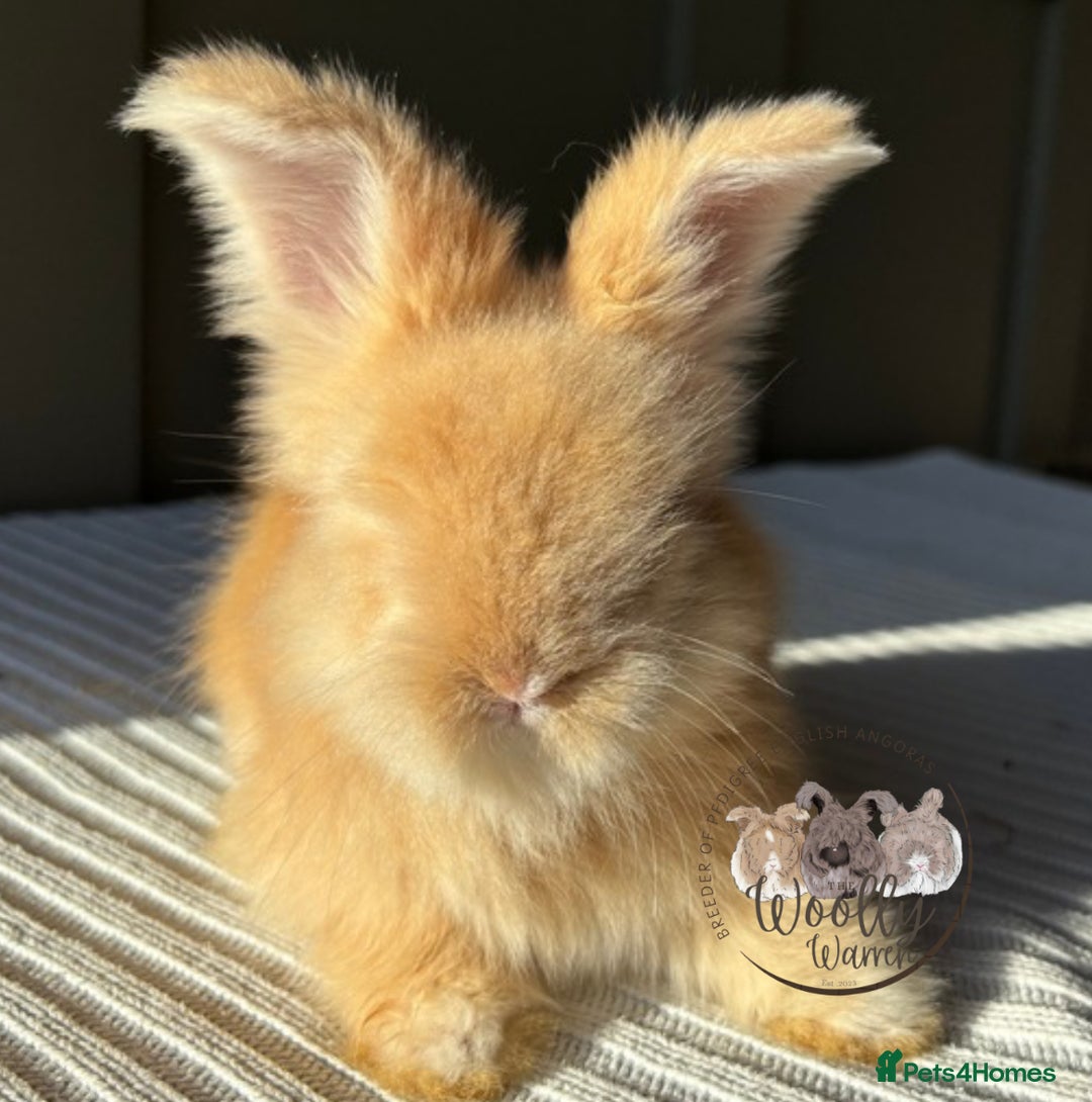 Angora rabbits for sale: Fully Vaccinated Maxi Faced English Angora - Advert 8