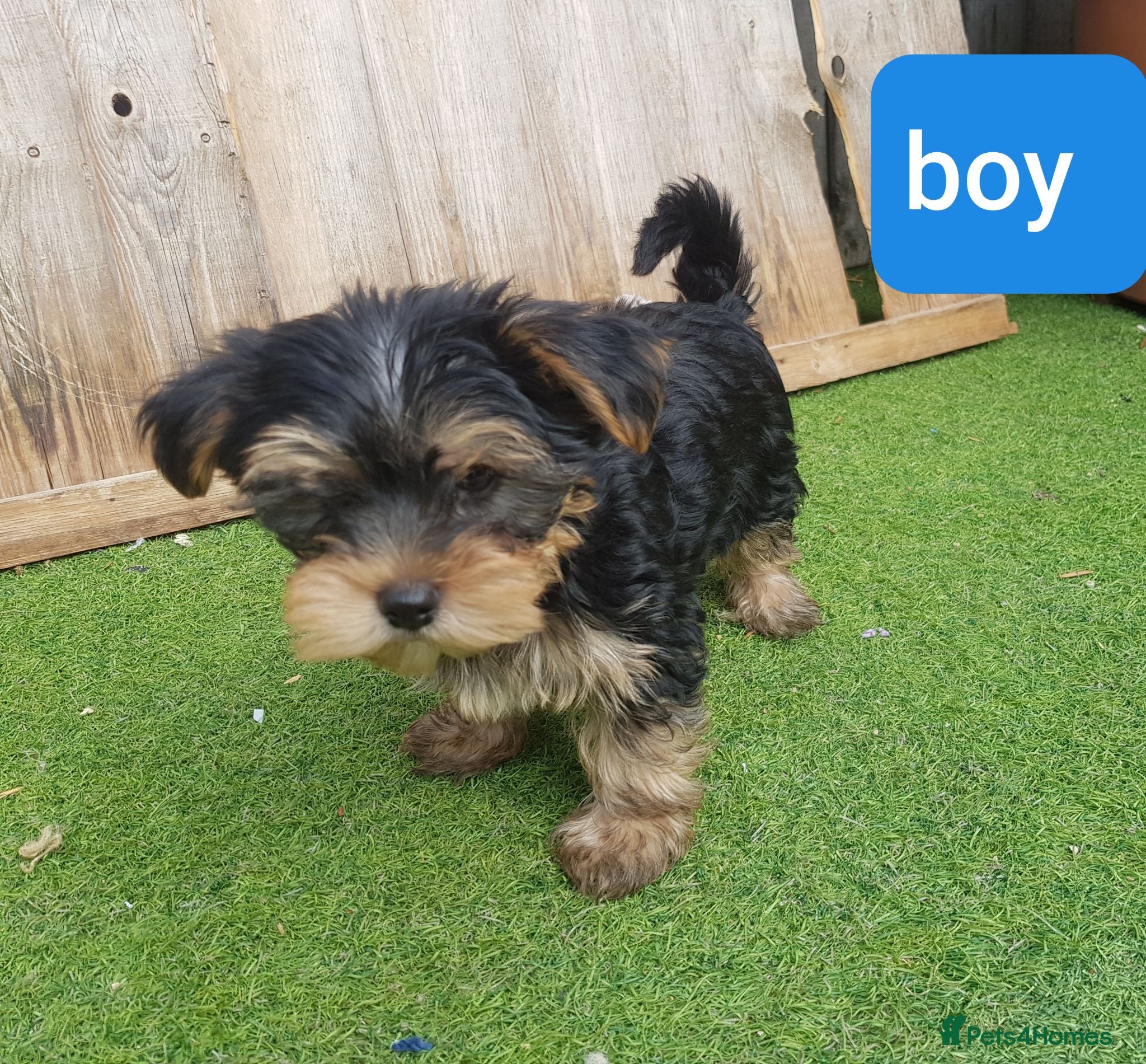 Yorkshire Terrier dogs Yorkshire terrier puppies boys 12 weeks old  - Advert 10