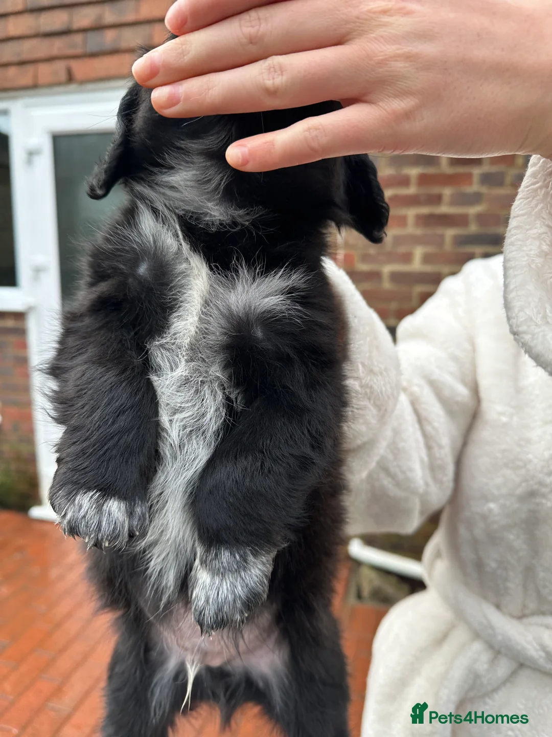 Mixed Breed dogs for sale: Pom X Cocker spaniel  in Cranbrook - Advert 7