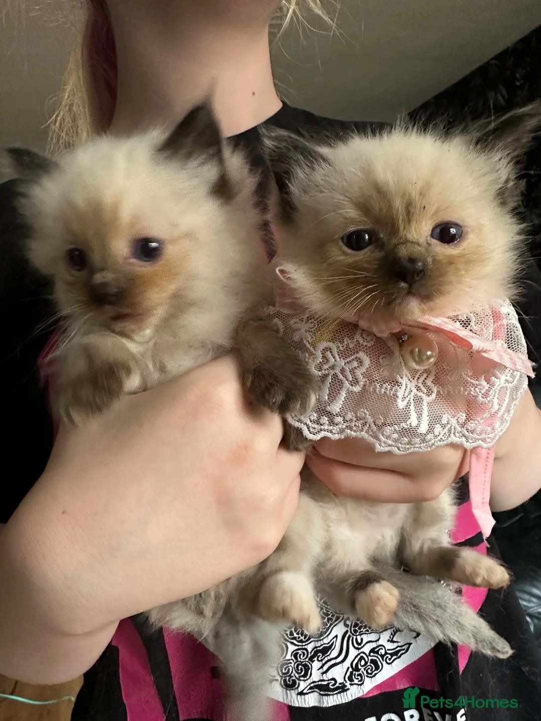 Ragdoll cats for sale: Ragdoll kittens girls in Bradford - Advert 2
