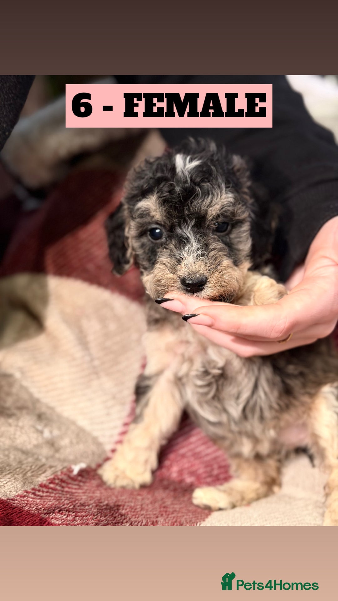 Cockapoo dogs for sale: BEAUTIFUL F2 COCKAPOO PUPPIES - 4 BOYS AND 4 GIRLS - Advert 18