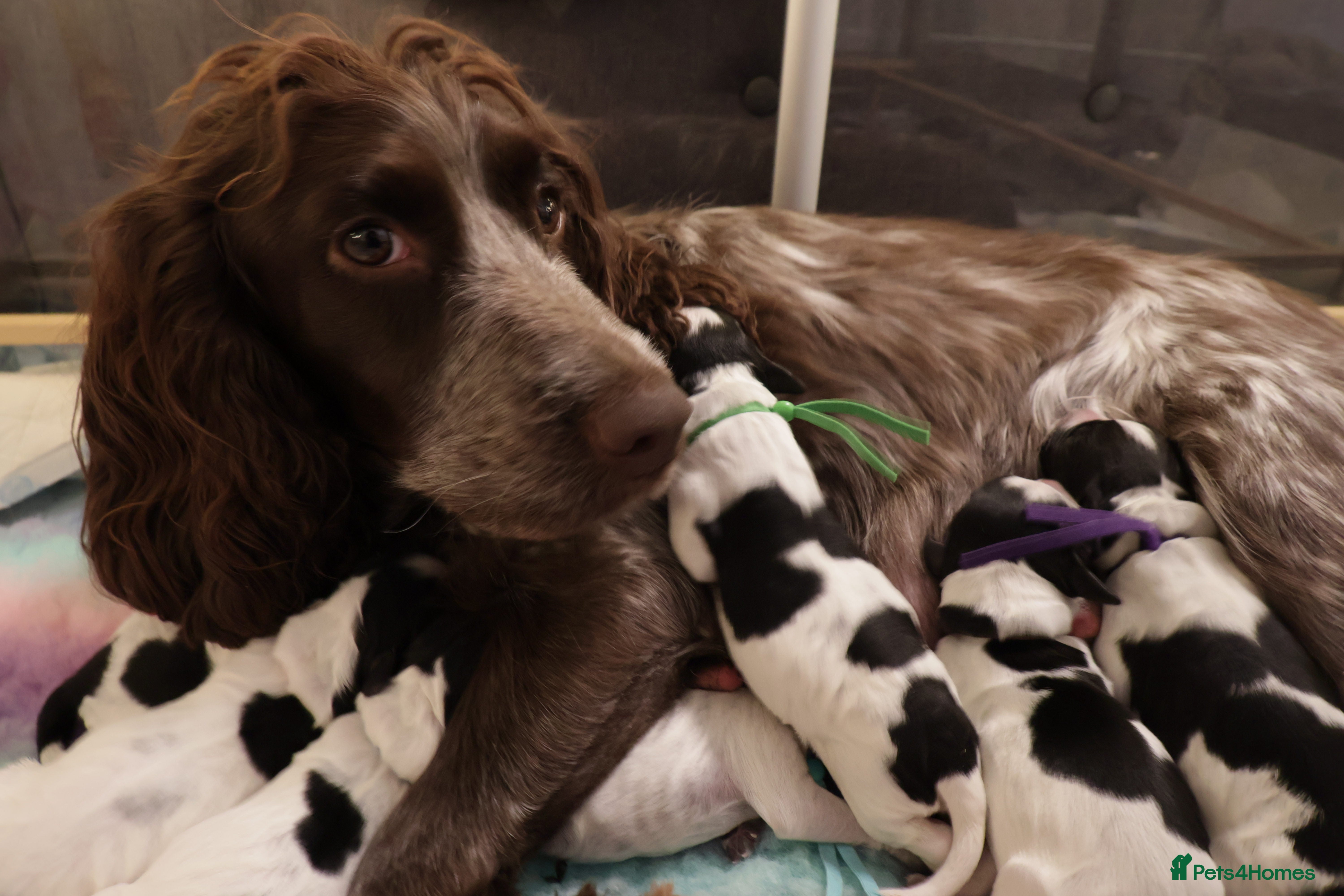 Cocker Spaniel dogs blue roan working cocker spaniels  - Advert 1