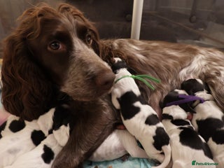 Cocker Spaniel dogs blue roan working cocker spaniels - Advert 1