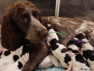 Cocker Spaniel dogs blue roan working cocker spaniels - Advert 2