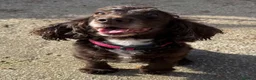 Cocker Spaniel dogs for adoption: Beautiful Coco wants a new loving forever home - Advert 2