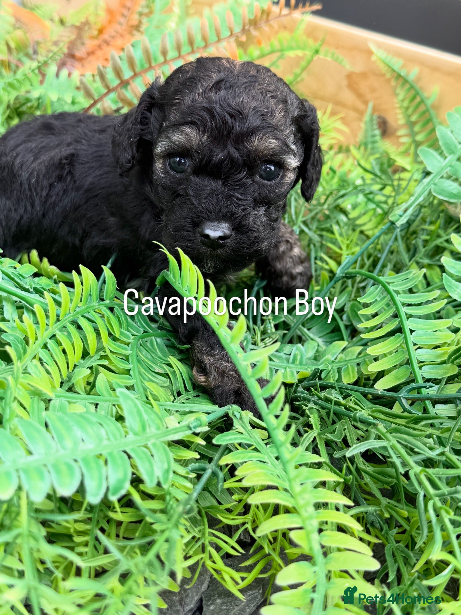 Cavachon dogs Stunning Cavapoochon  - Advert 2