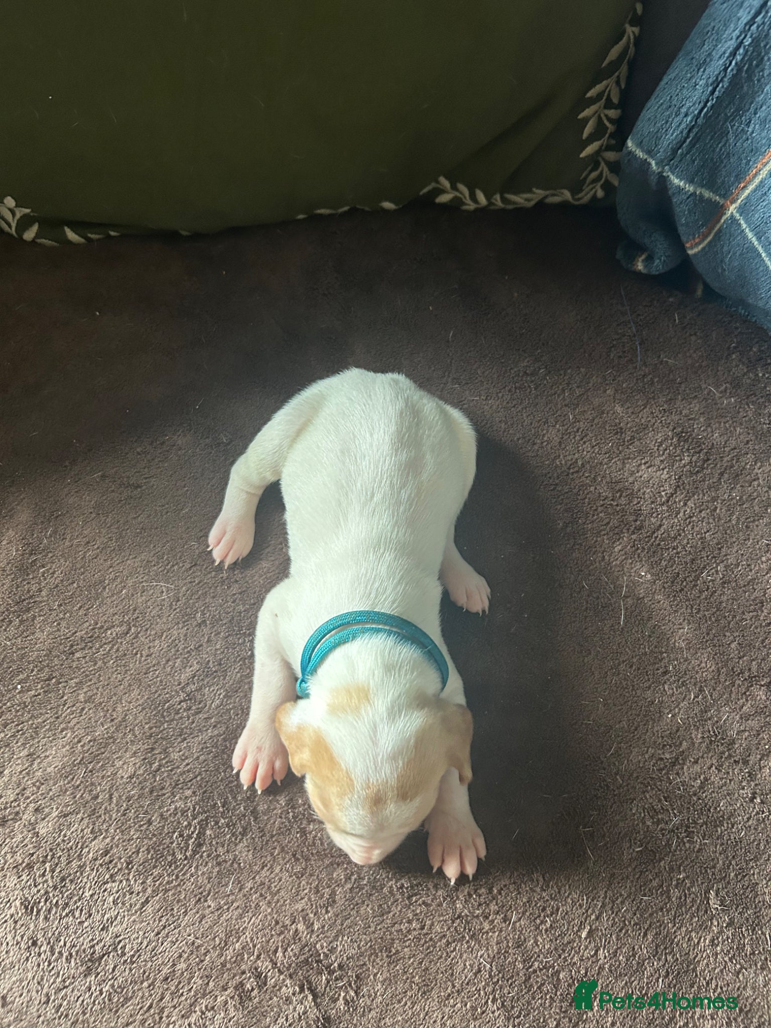Pointer dogs for sale: KC English Pointer Puppies - Advert 30