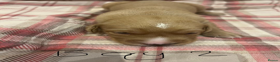 Goldador Puppy 6