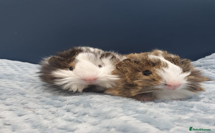 Guinea Pig rodents - Advert 2