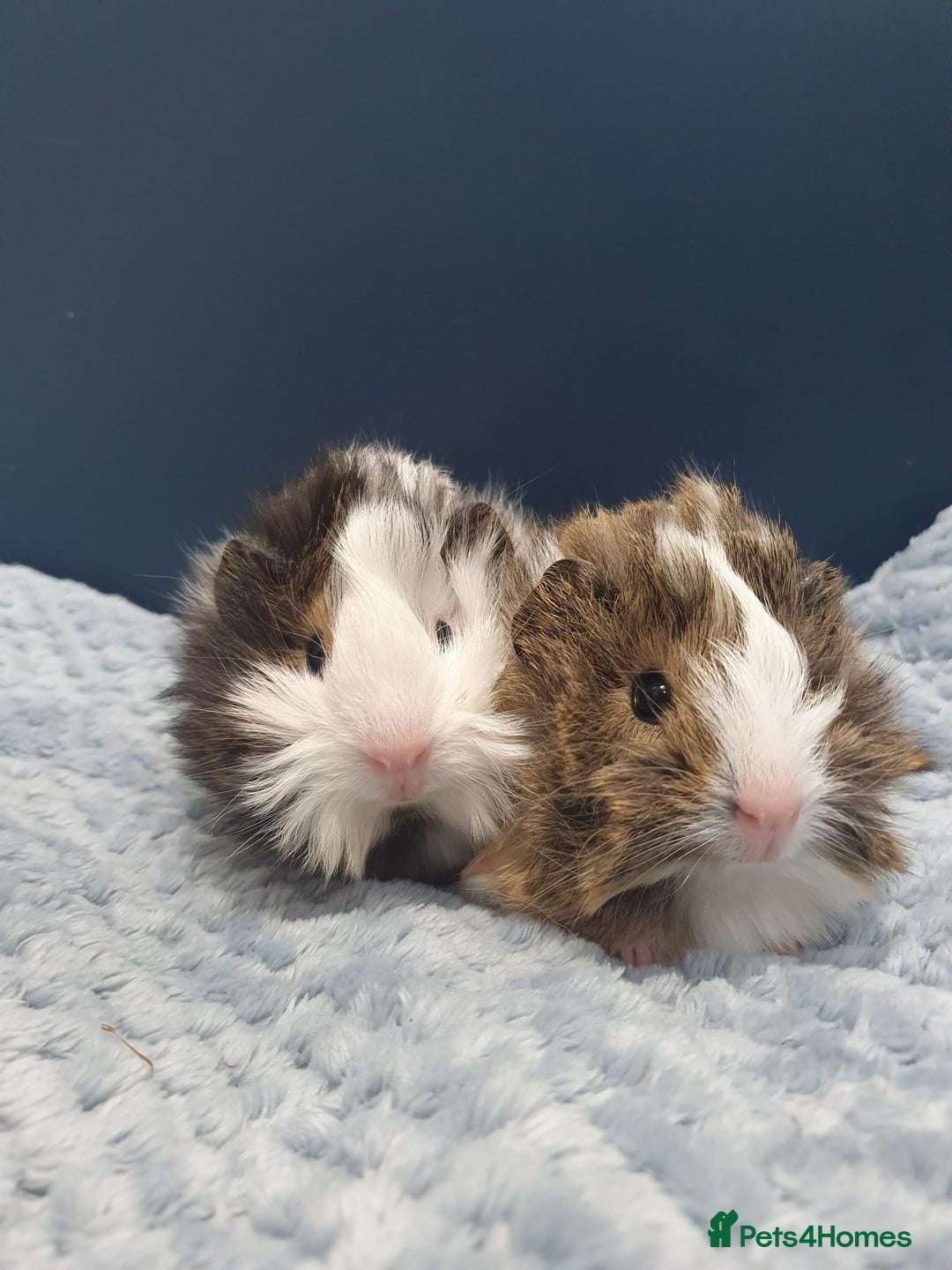 Guinea Pig rodents for sale: Absolutely Stunning Baby Boars  - Image 1