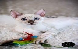 Bengal cats for sale: Champion line Superb Bengal Kittens  - Image 8