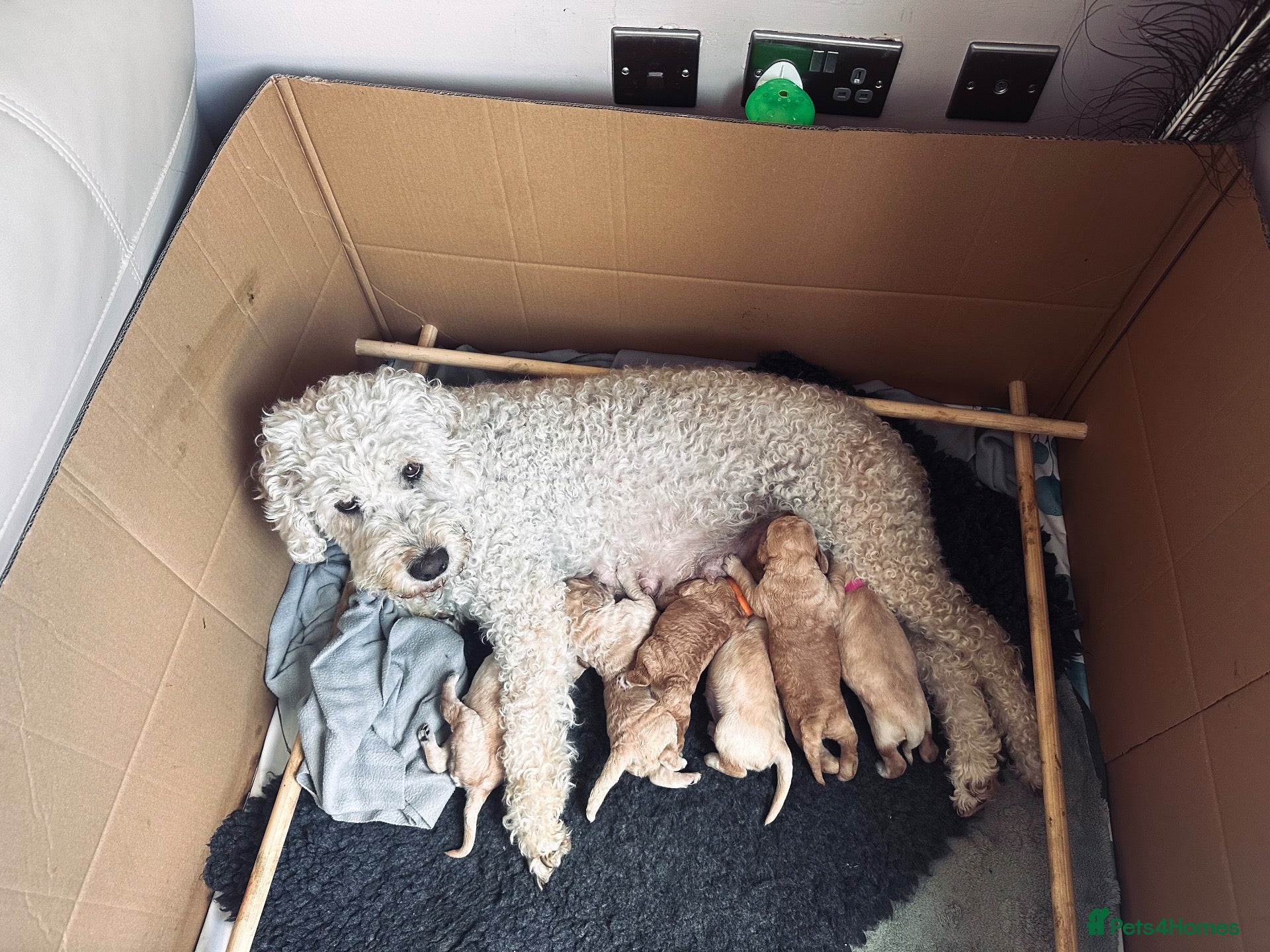 Labradoodle dogs Labradoodle Puppies - Wonderful Temperaments - Advert 1
