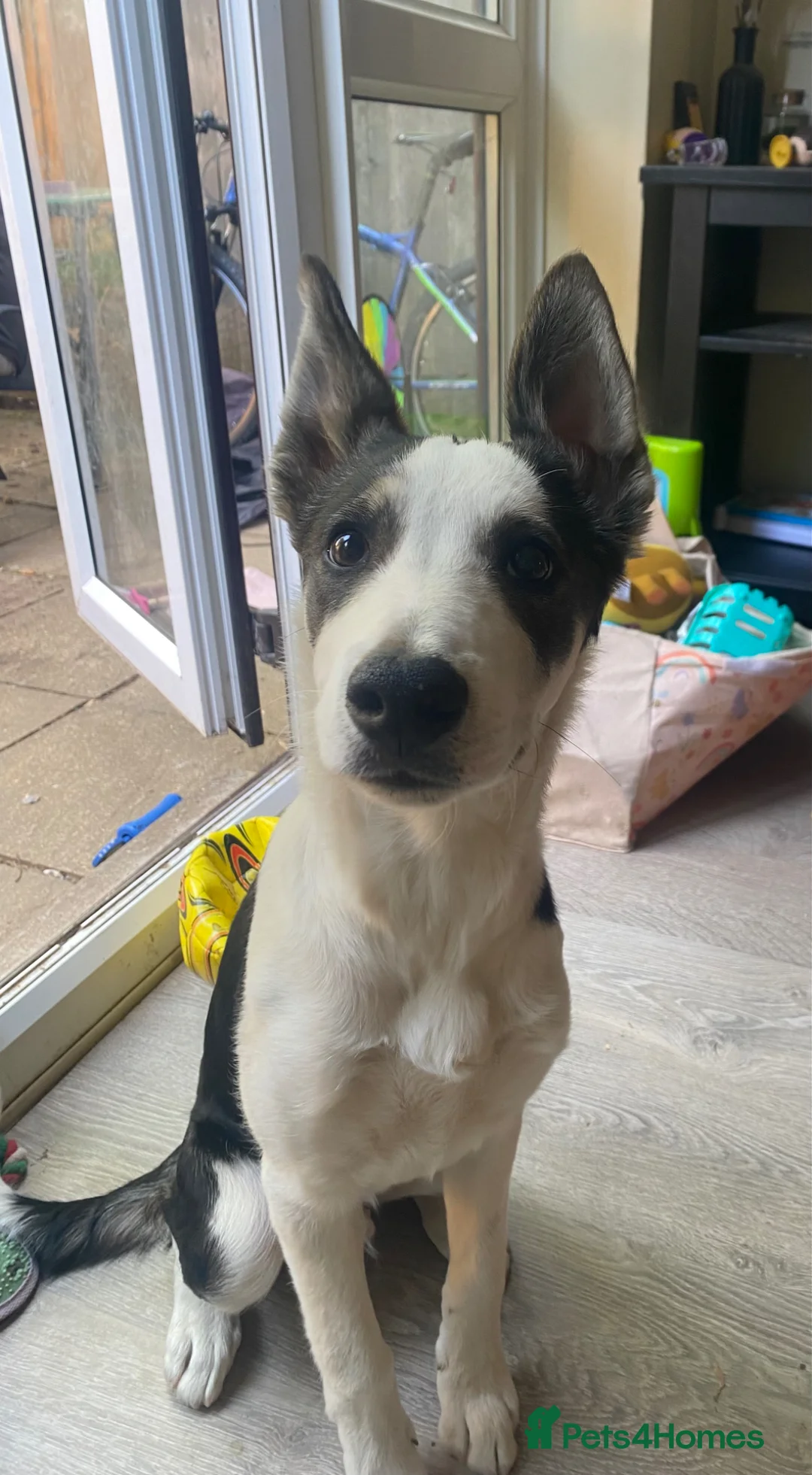 Mixed Breed dogs for sale: Male puppy - Advert 2