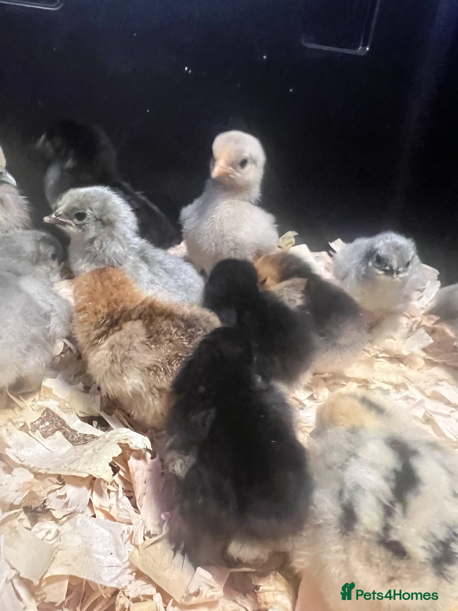 Chickens poultry Bantam Chicks - Pekin & Silkie's - Day Old - Advert 2