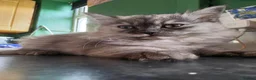 Mixed Breed cats for sale: Super fluffy ragdoll kittens. Cuddly teddy bears - Advert 18
