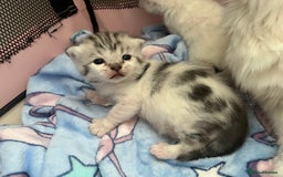 Persian cats for sale: Doll face Persian x - Image 16