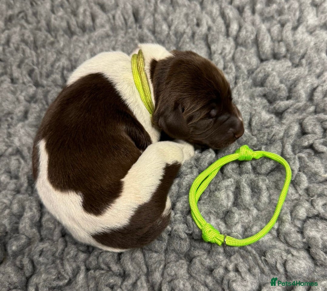 German Shorthaired Pointer dogs for sale: German Short Haired Pups - Serbian Blood Lines - Image 4