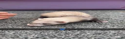Ferret rodents for sale: Ferret kits - Advert 8