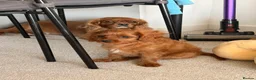Cavapoo dogs for sale: ✨ TINY Fox Red F1 Cavapoos ✨ - Advert 25