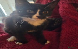 British Longhair cats for sale: 14 week old kittens  - Image 7