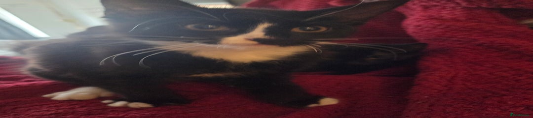 British Longhair Kitten 2