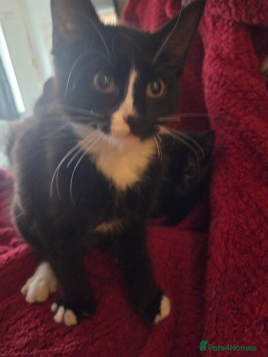 British Longhair cats for sale: 14 week old kittens  - Image 7