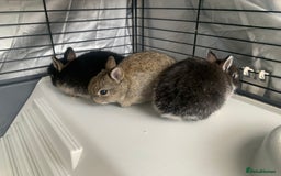 Netherland Dwarf rabbits for sale: Gorgeous Netherland Dwarf Rabbits - 3 left 🐰 - Image 2
