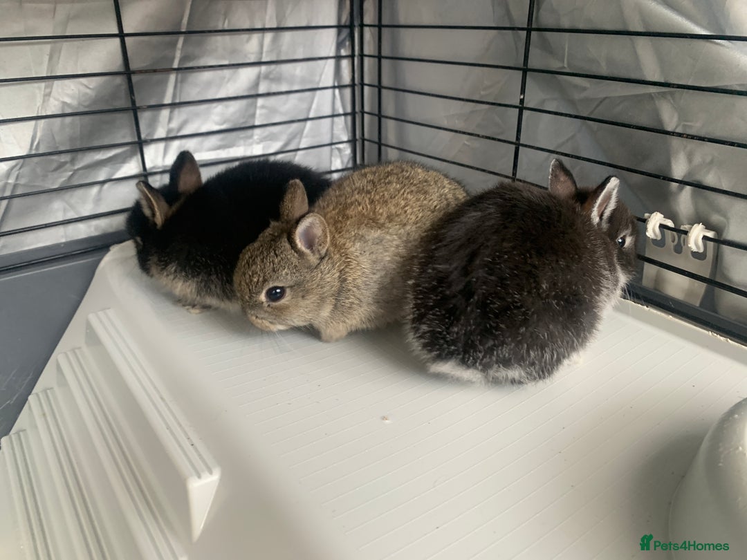 Netherland Dwarf rabbits for sale: Gorgeous Netherland Dwarf Rabbits - 3 left 🐰 - Image 2