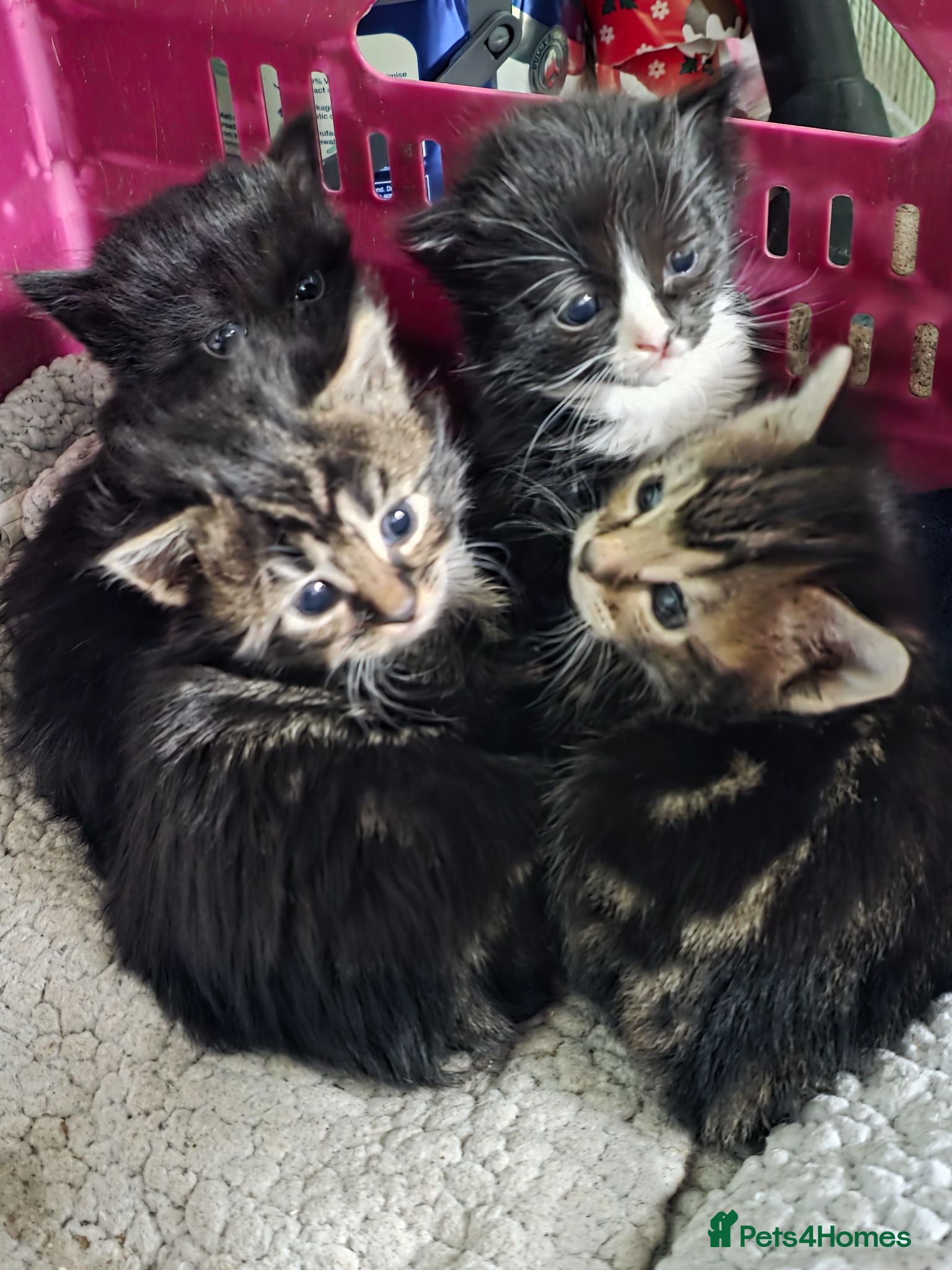 Mixed Breed cats Kittens for sale  - Advert 1