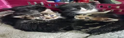 Mixed Breed cats for sale: Kittens for sale  in Southampton - Advert 1