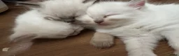 Ragdoll cats for sale: GCCF REG RAGDOLL KITTENS LILAC CHOC SEAL  - Advert 30