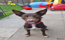 Mixed Breed dogs for sale: Bella  - Image 7