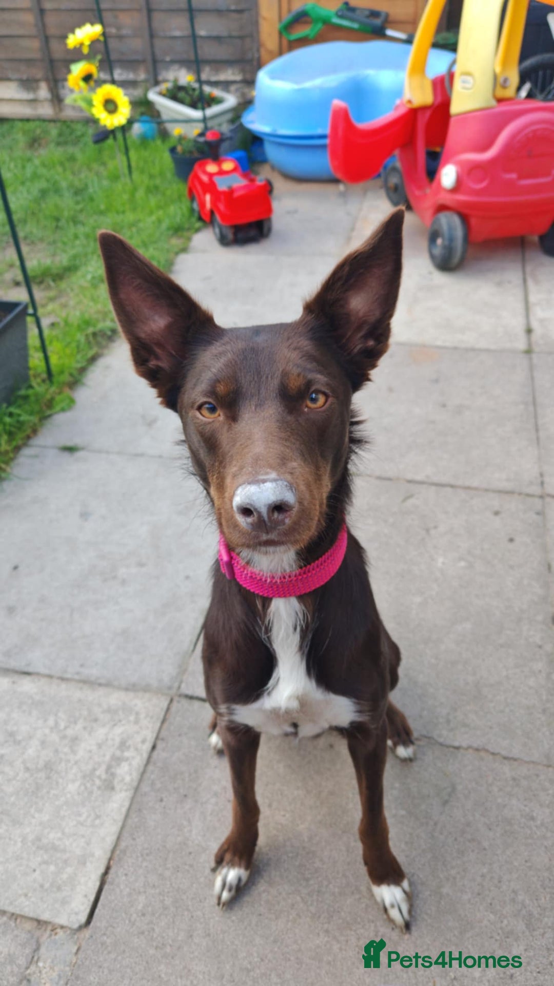 Mixed Breed dogs for sale: Bella  - Image 7