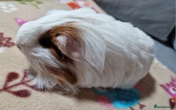 Guinea Pig rodents for sale: Two Stunning Sheltie Sows - Image 10