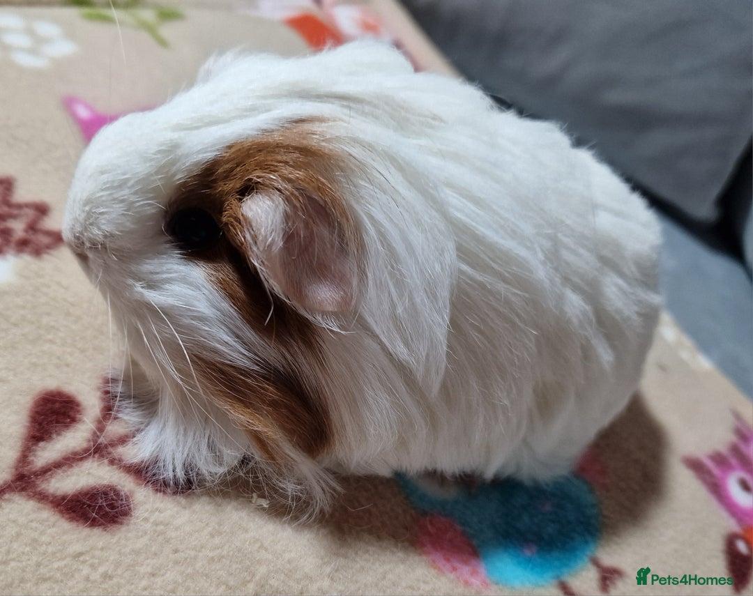 Guinea Pig rodents for sale: Two Stunning Sheltie Sows - Image 10