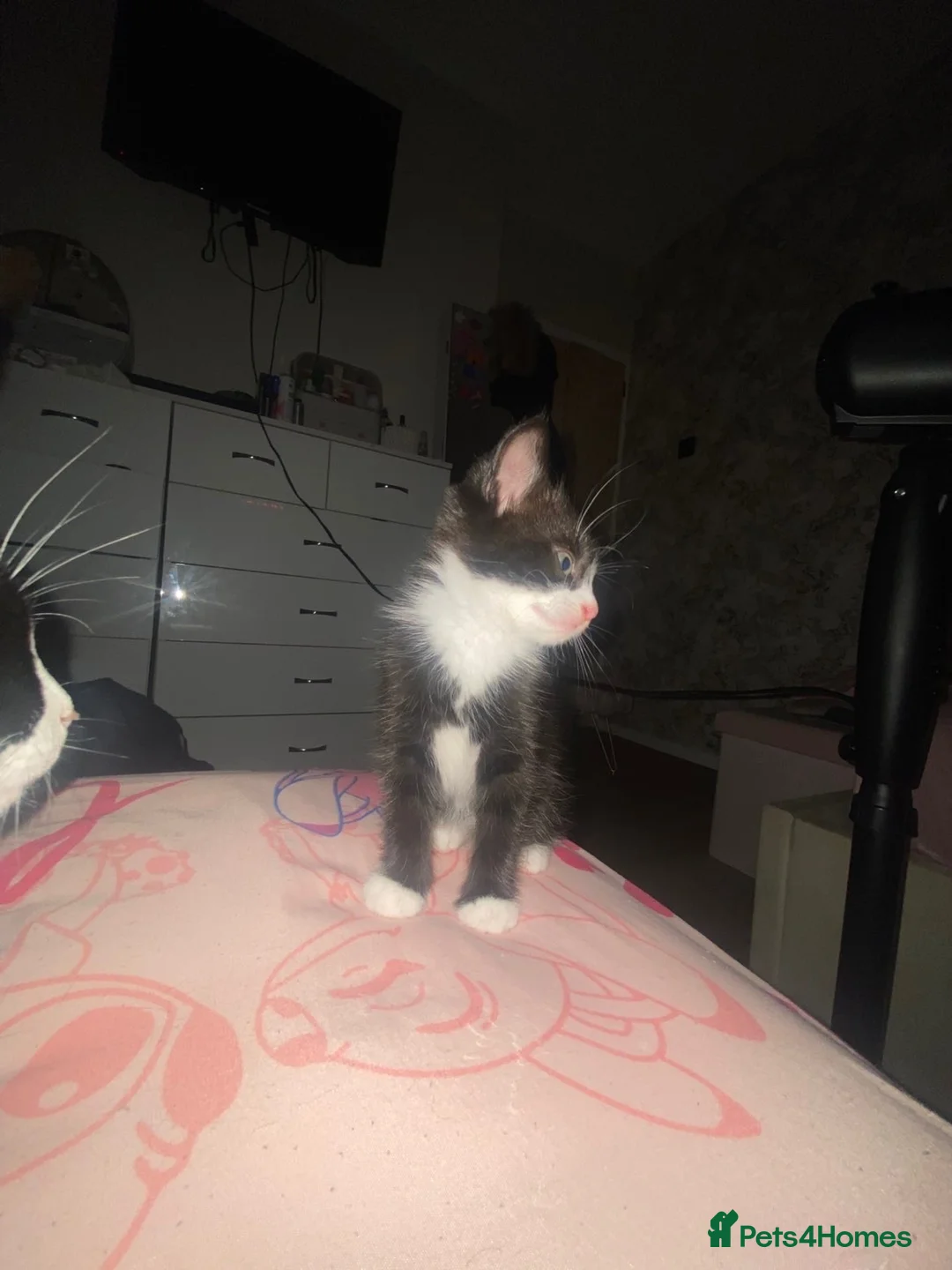 Mixed Breed cats for sale: Female kitten.  - Advert 5