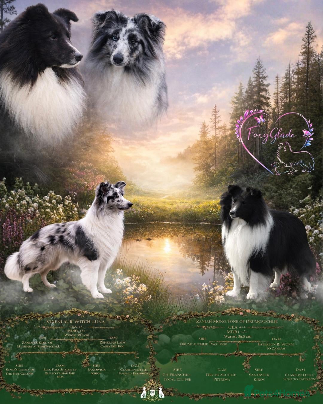 Shetland Sheepdog dogs Bi-blue/Bi-black puppies - Advert 1