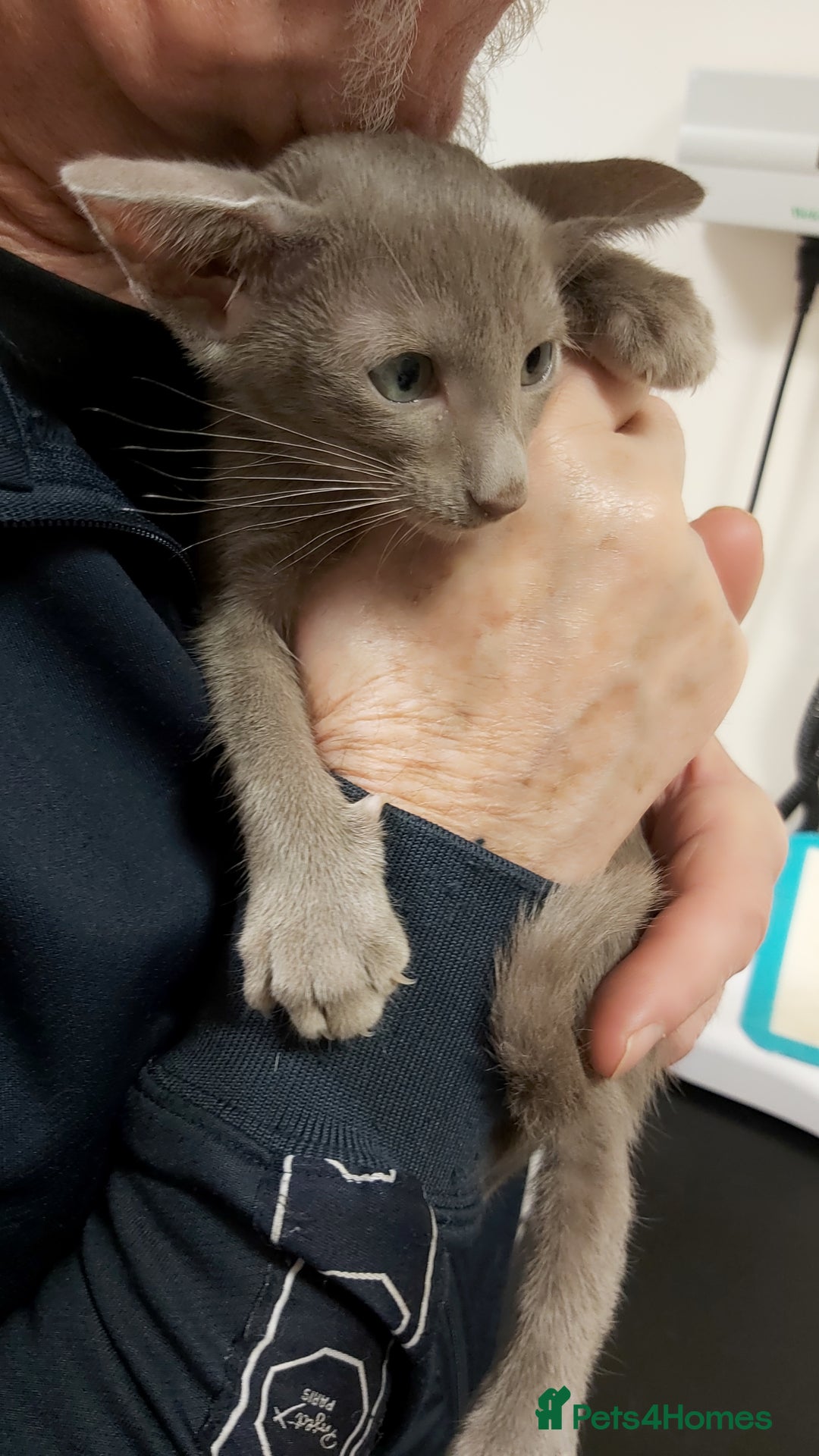 Oriental cats for sale: Full Pedigree Oriental 1 Kitten XL size ears GCCF - Advert 15