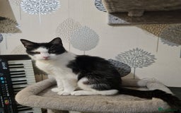 Domestic Shorthair cats for sale: Male cheeky cat - Image 1