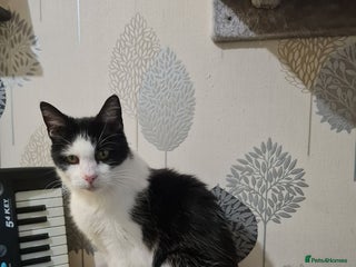 Domestic Shorthair cats - Advert 13