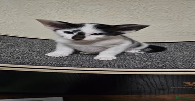 Oriental cats - Advert 6