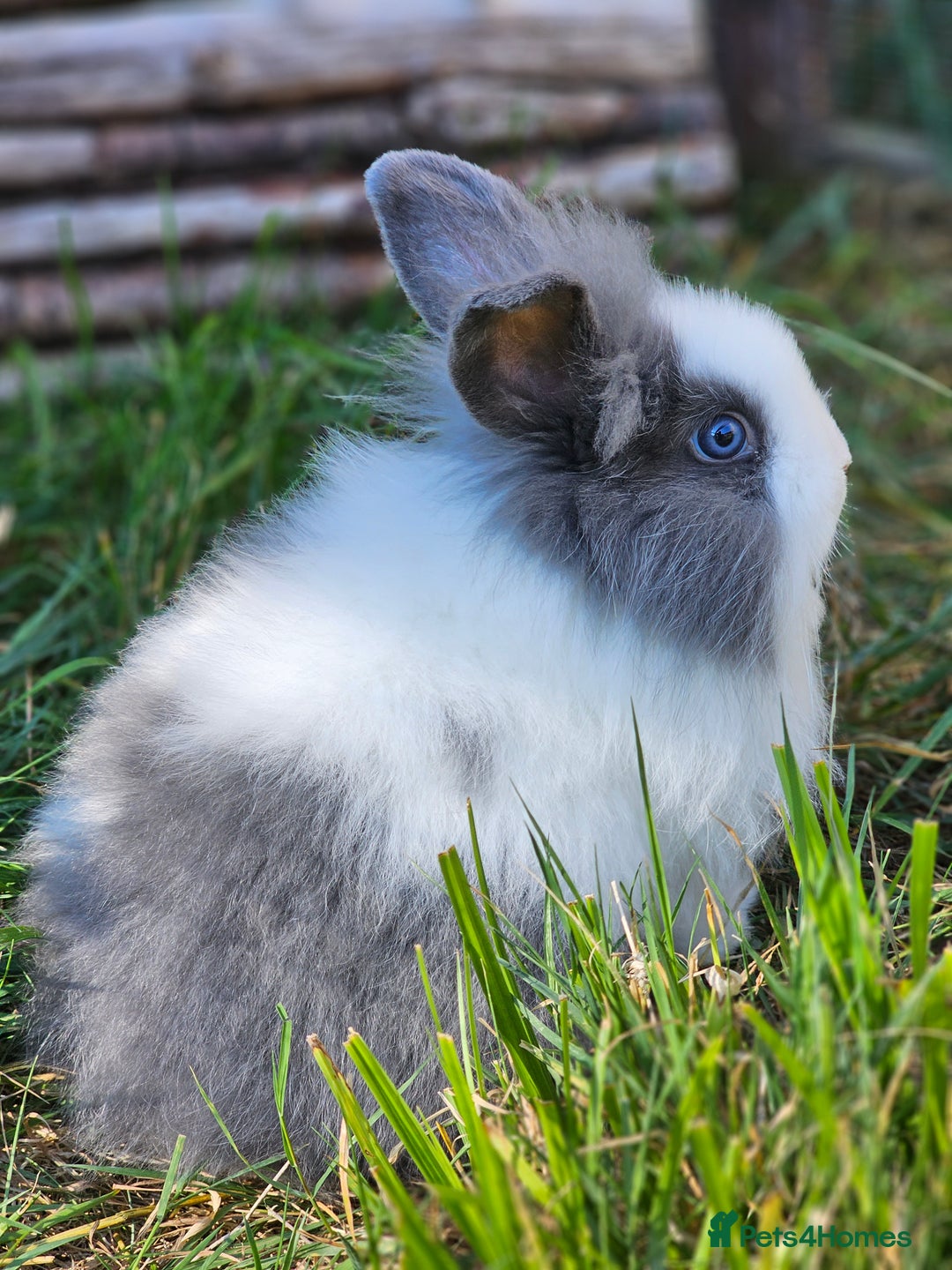 Lionhead rabbits for sale: 3 Beautiful Lion Head Babies - Image 11