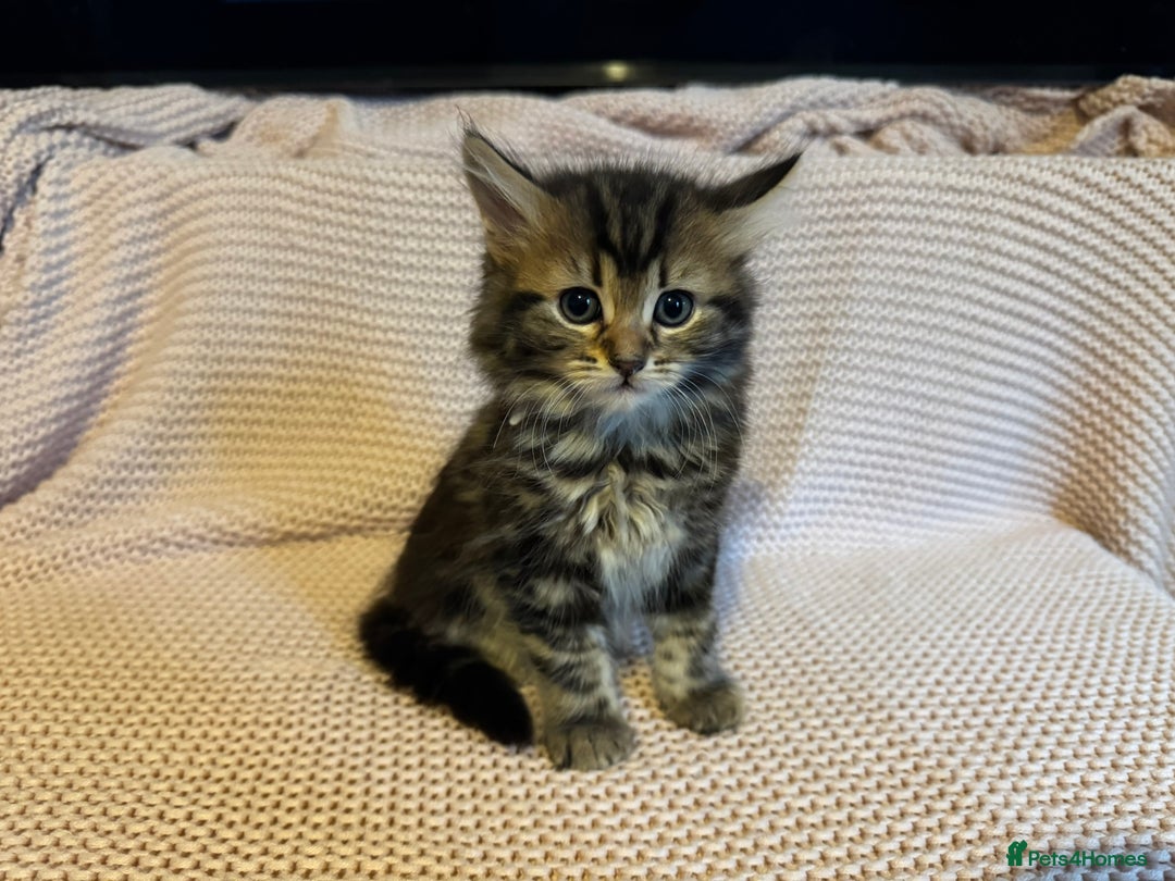 Maine Coon cats for sale: Maine Coon Bengal Cross - Advert 21