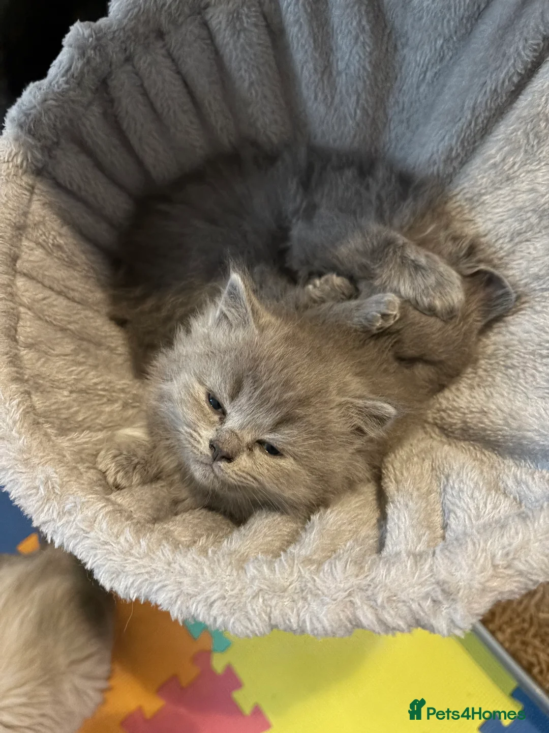 Ragdoll cats for sale: Beautiful Ragdoll X BSH babies  - Advert 2