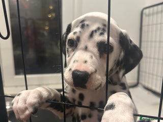 Dalmatian dogs Dalmatian 1 stunning boy left reduced - Advert 2