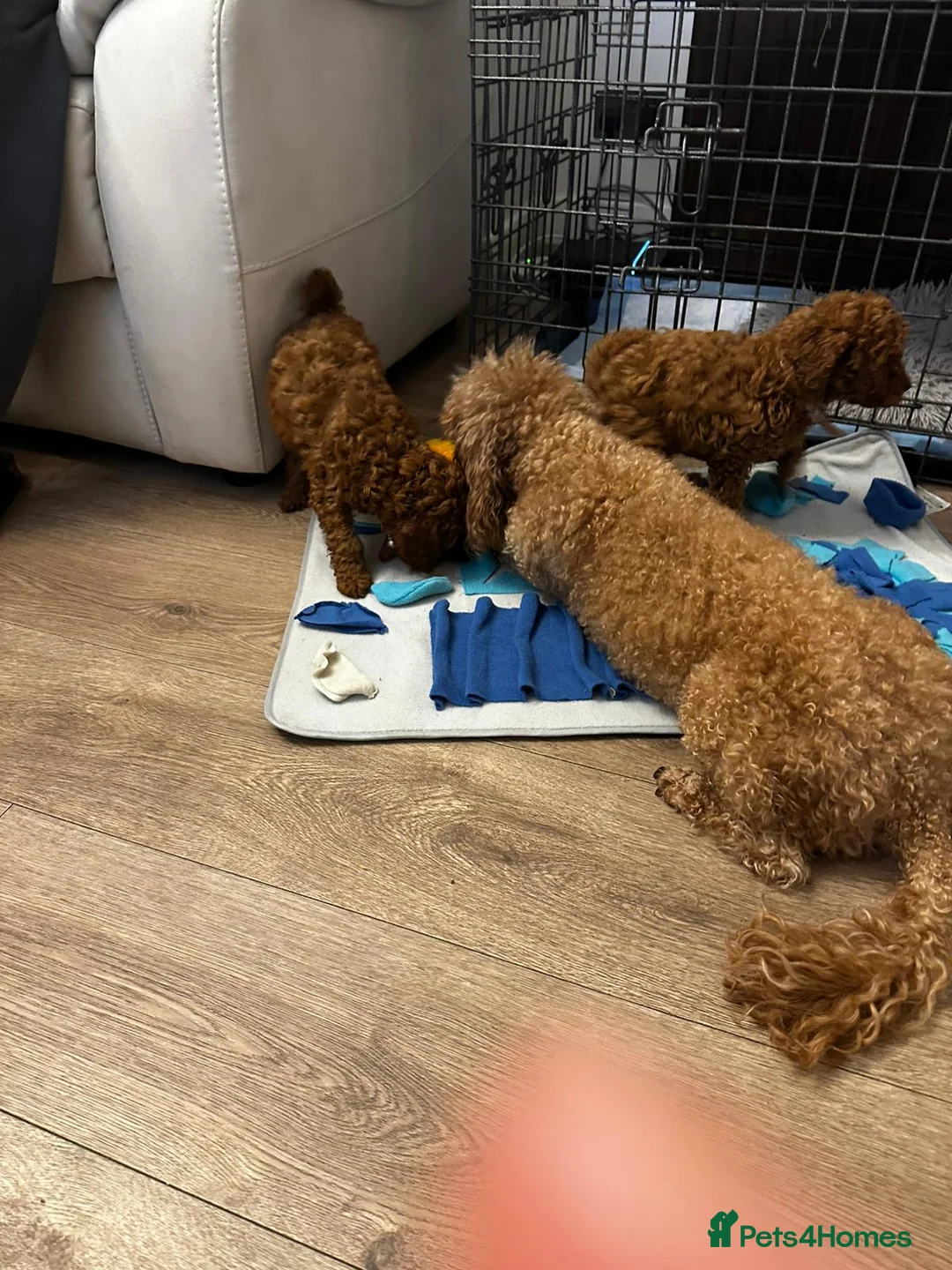 Toy Poodle dogs for sale:  Toy Poodle Puppies – Ready for Loving Homes 🐾” in Edinburgh - Advert 1