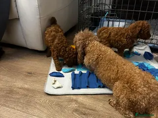 Toy Poodle dogs Toy Poodle Puppies – Ready for Loving Homes 🐾” - Advert 1